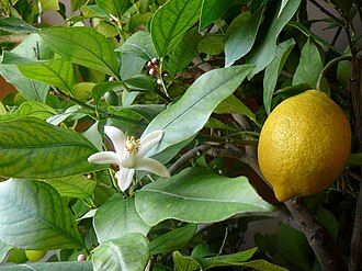 Lemon