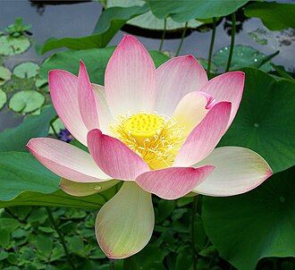 Lotus Root