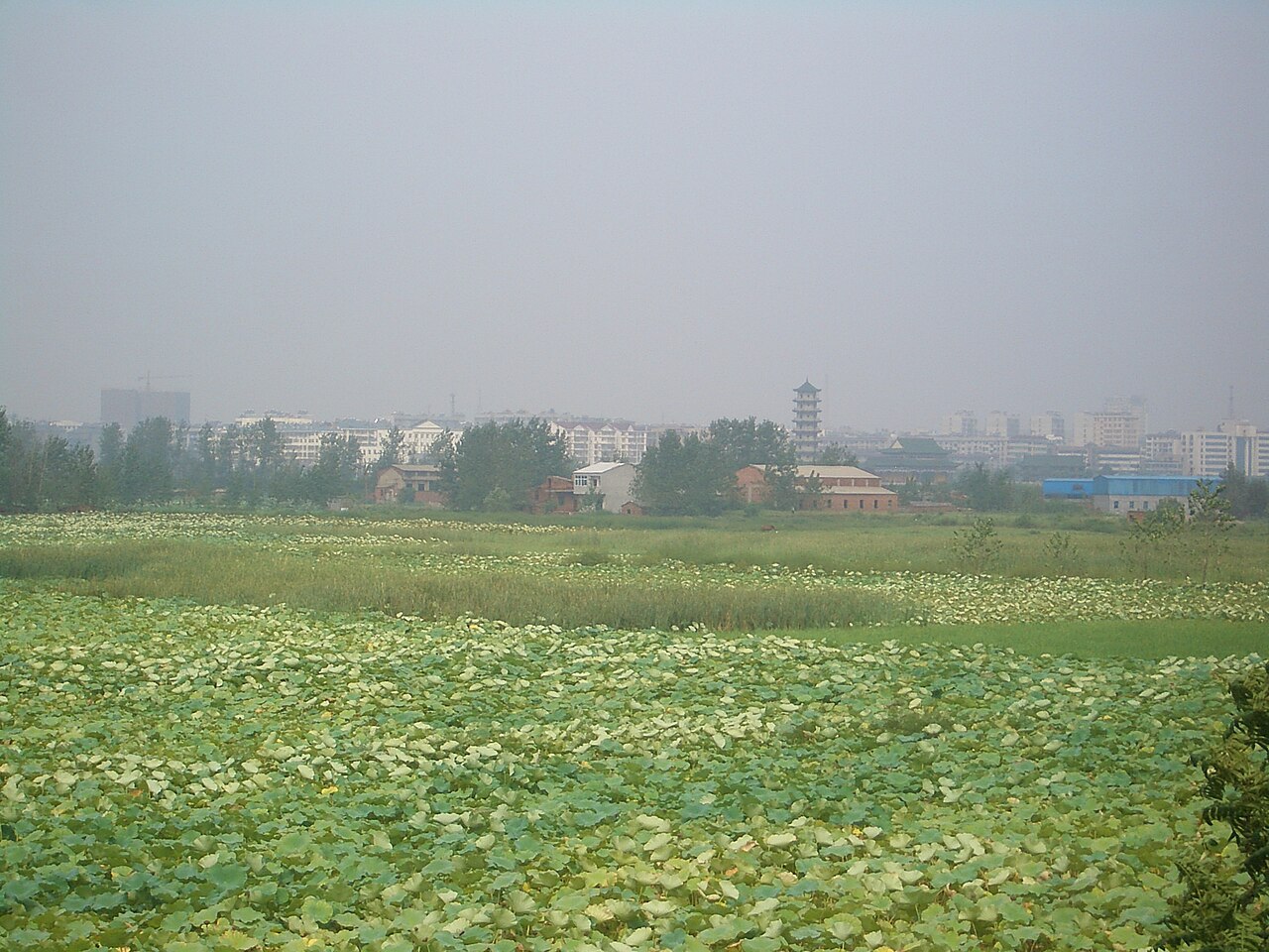 دايه