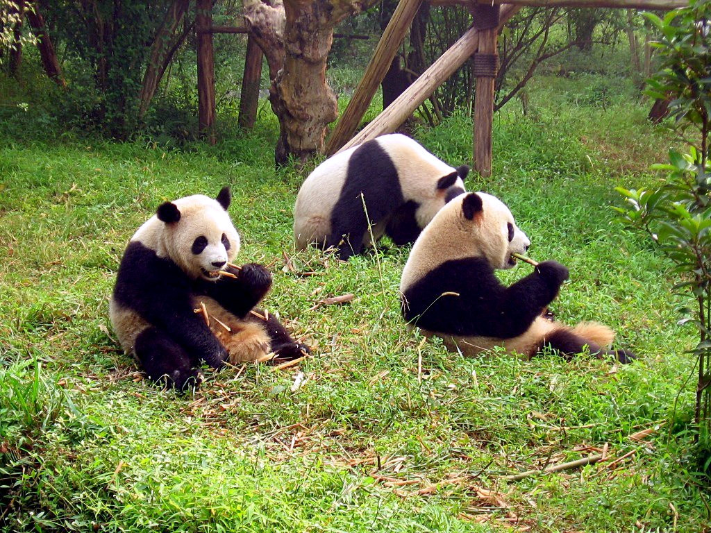 Chengdu