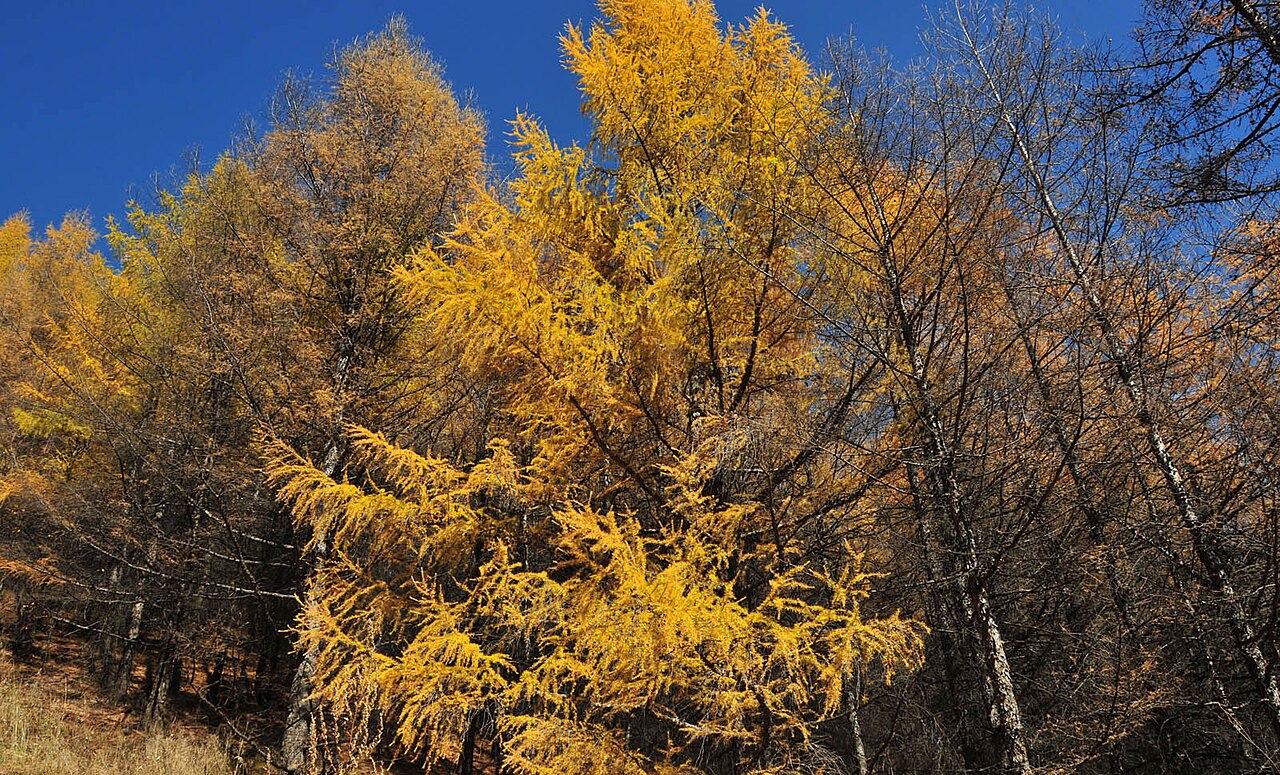 阿尔山