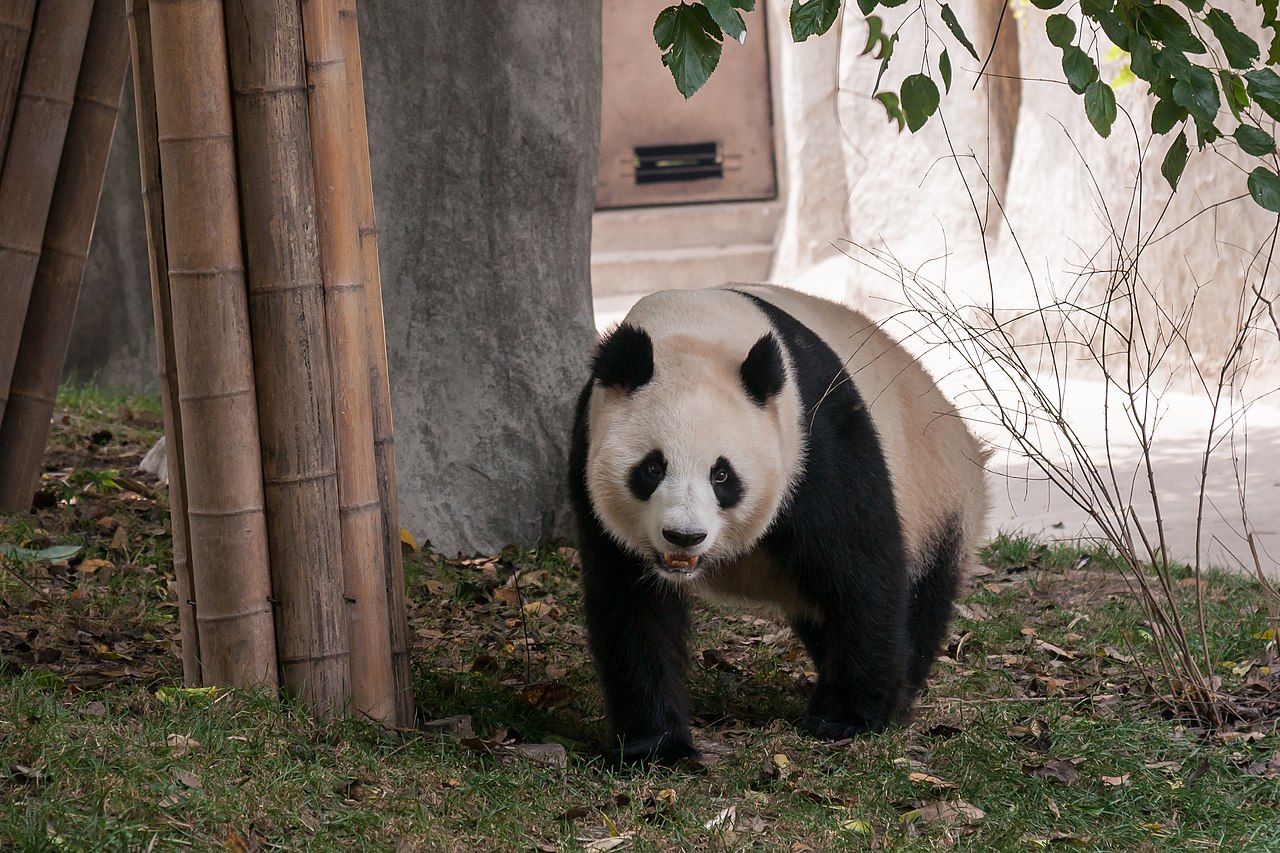 Chengdu