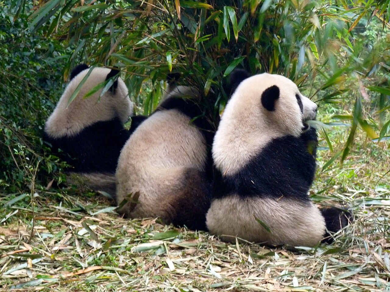 Chengdu