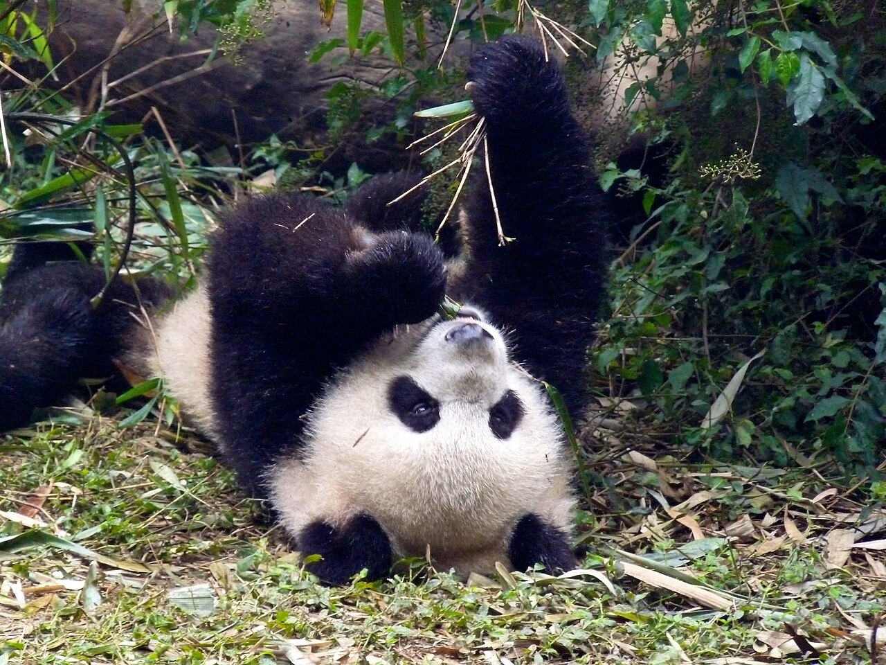 Chengdu