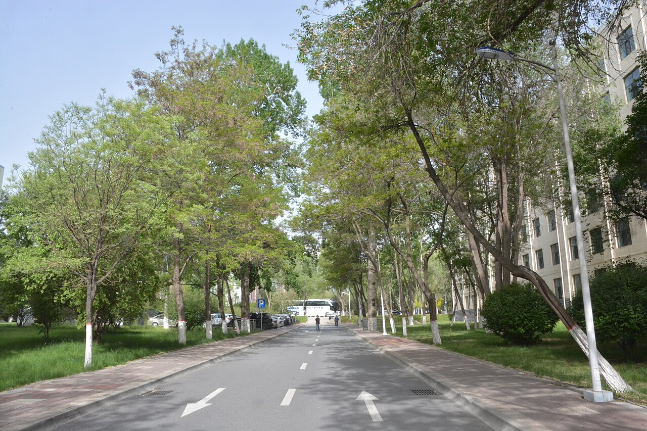 جامعة تشينغهاي
