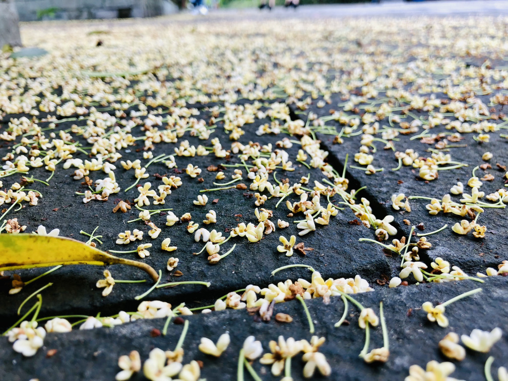 重庆师范大学