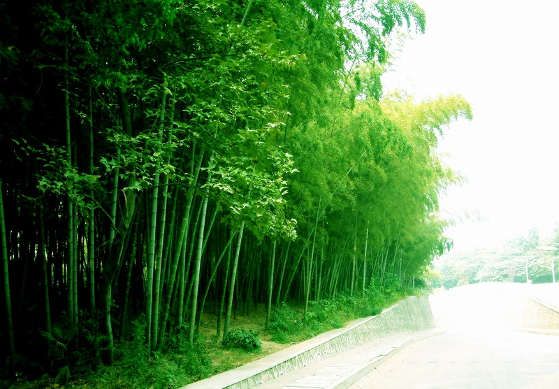 华中农业大学