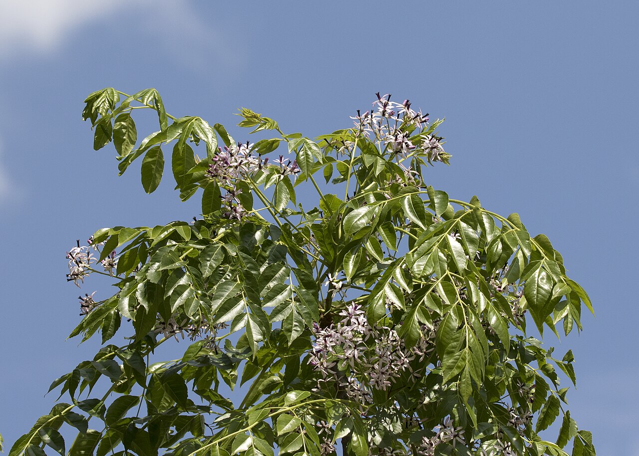 جامعة دالي