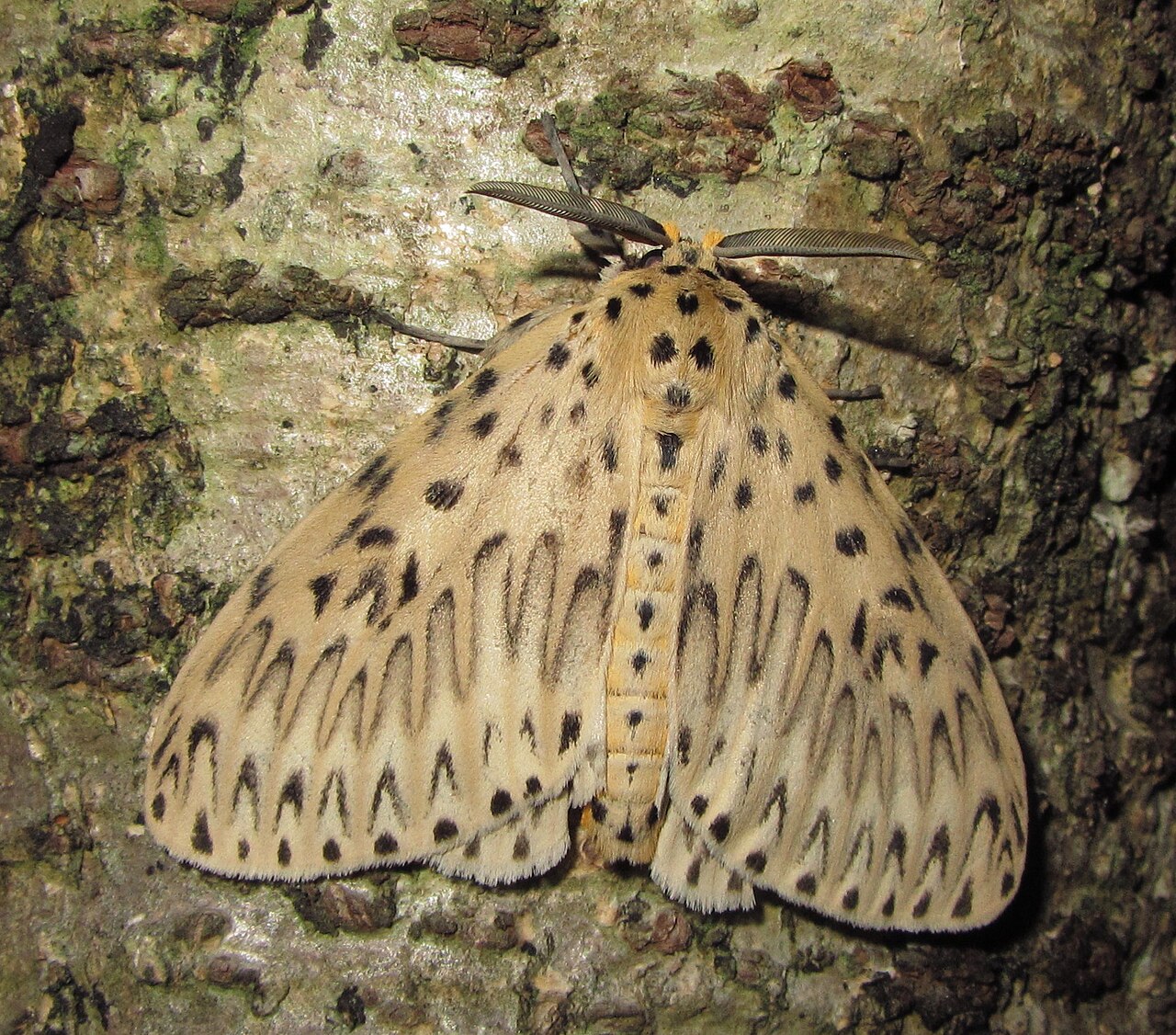 Inner Mongolia Agricultural University