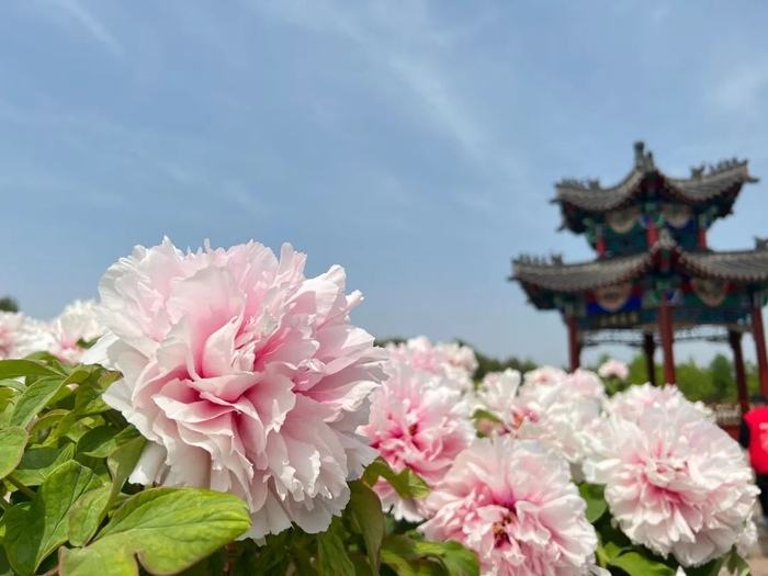 曹州牡丹园