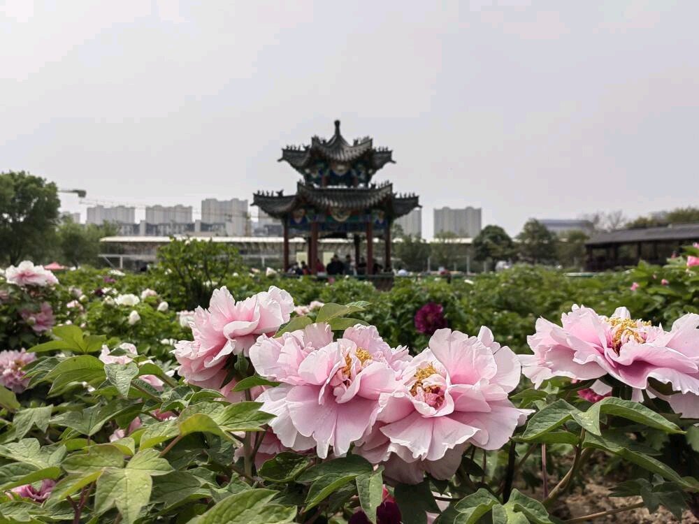 曹州牡丹园