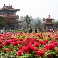 曹州牡丹园
