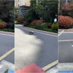 الروبوت الكلب الأسود الزاحف ينتشر في شوارع شنغهاي المغلقة